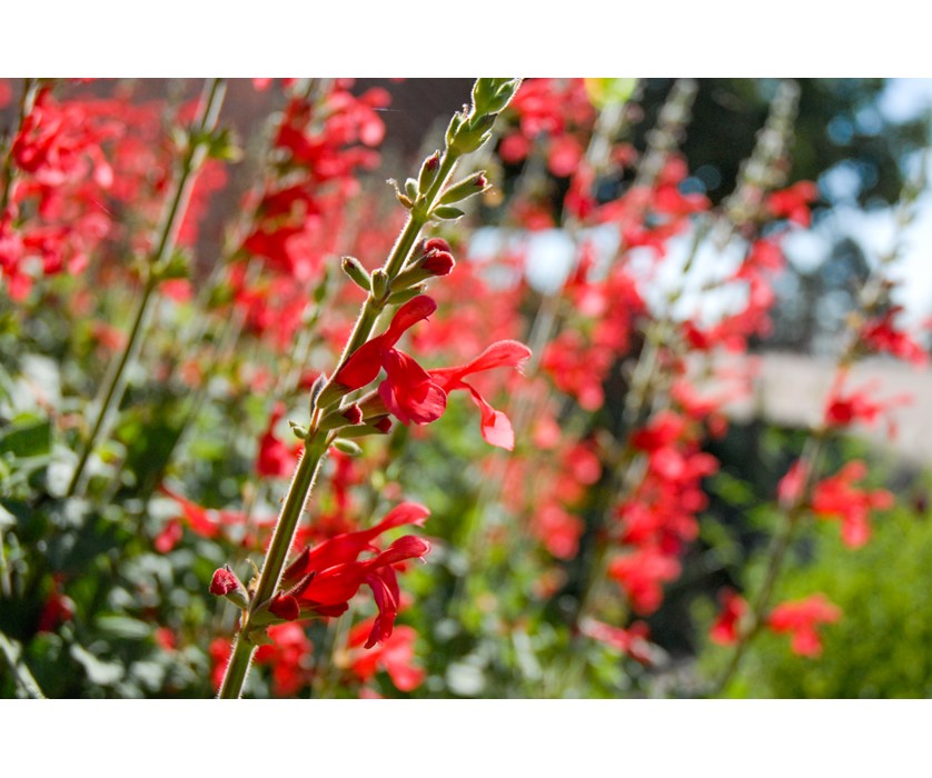 Vermillion Bluffs Mexican Sage